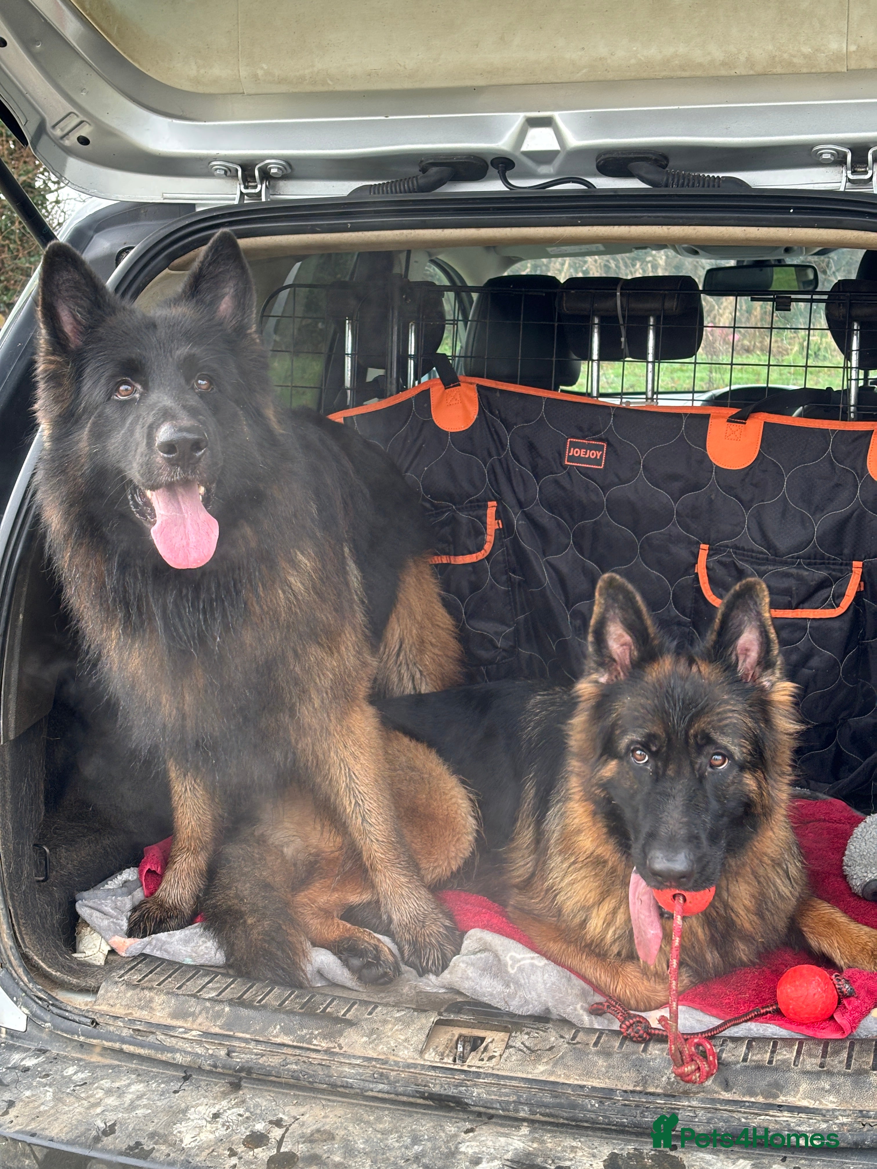 German Shepherd dogs Hector DNA ,Hips,Elbows perfec.STUD GSD long hair  in Doncaster - Advert 15