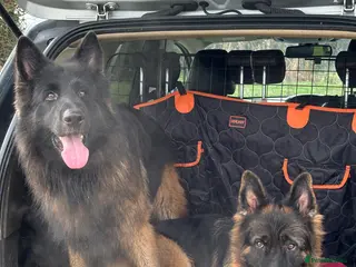 German Shepherd dogs Hector DNA ,Hips,Elbows perfec.STUD GSD long hair - Advert 7