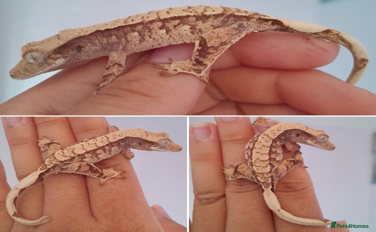 Gecko reptiles - Advert 6