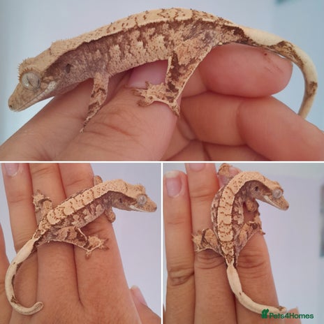 Gecko reptiles - Advert 2