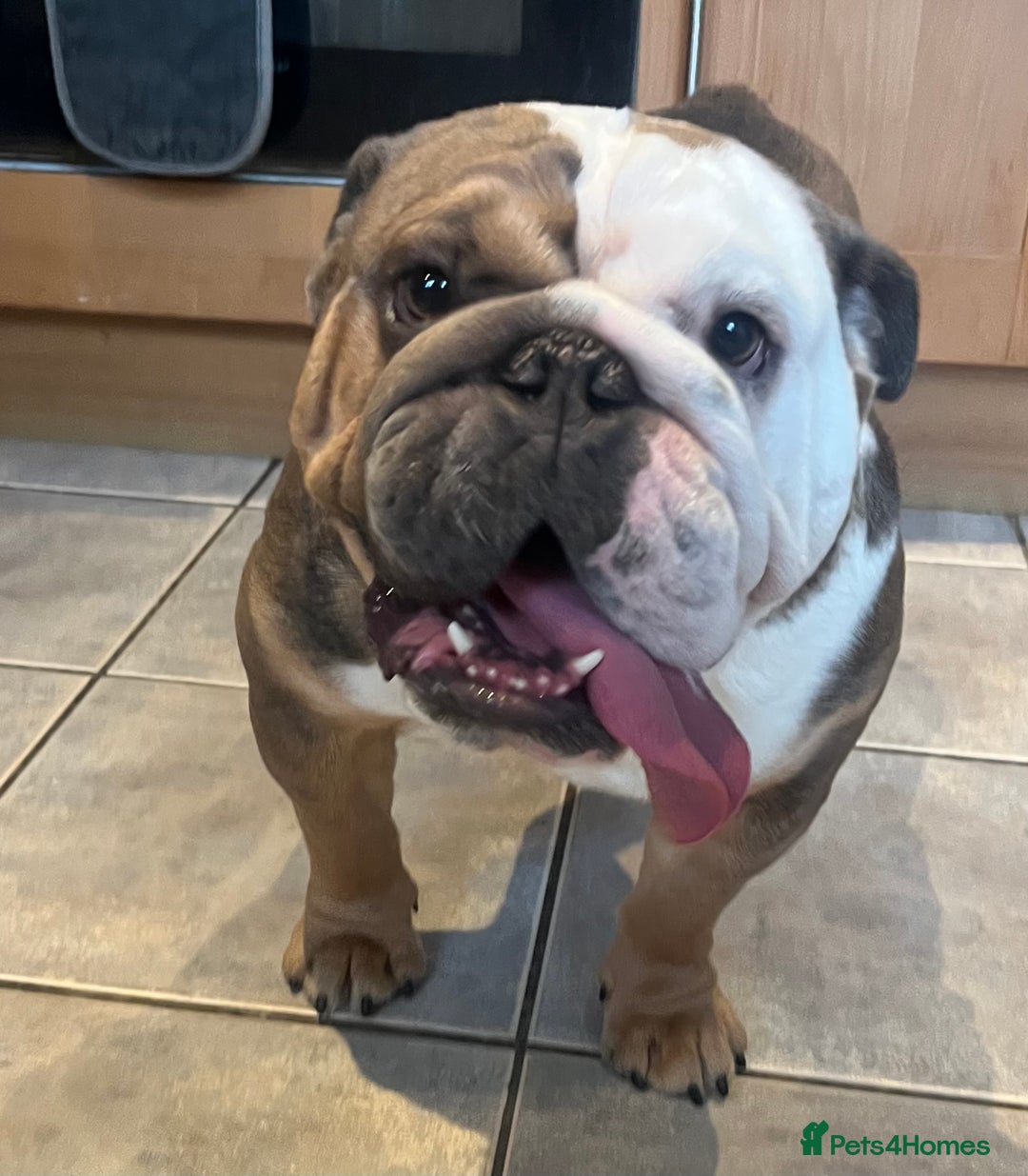 English Bulldog dogs for sale: 2 Year Old English Bulldog Ted - Image 11