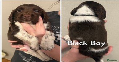 English Springer Spaniel dogs - Advert 6