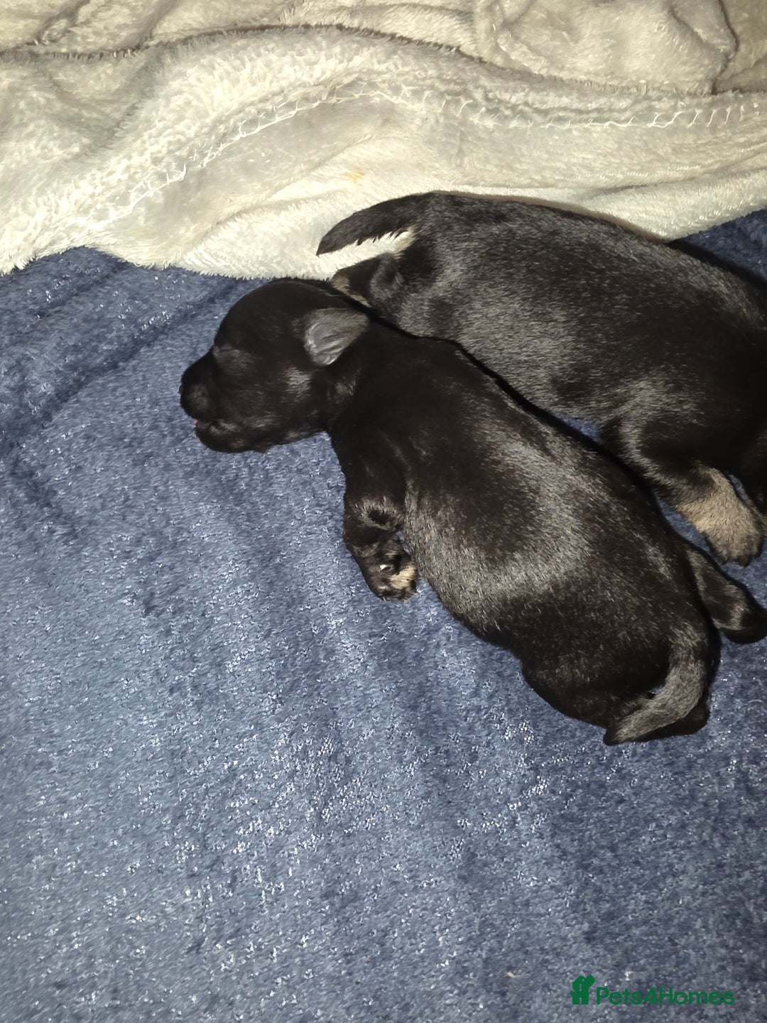 Miniature Schnauzer dogs for sale: Miniature Schnauzer Puppies - Image 6