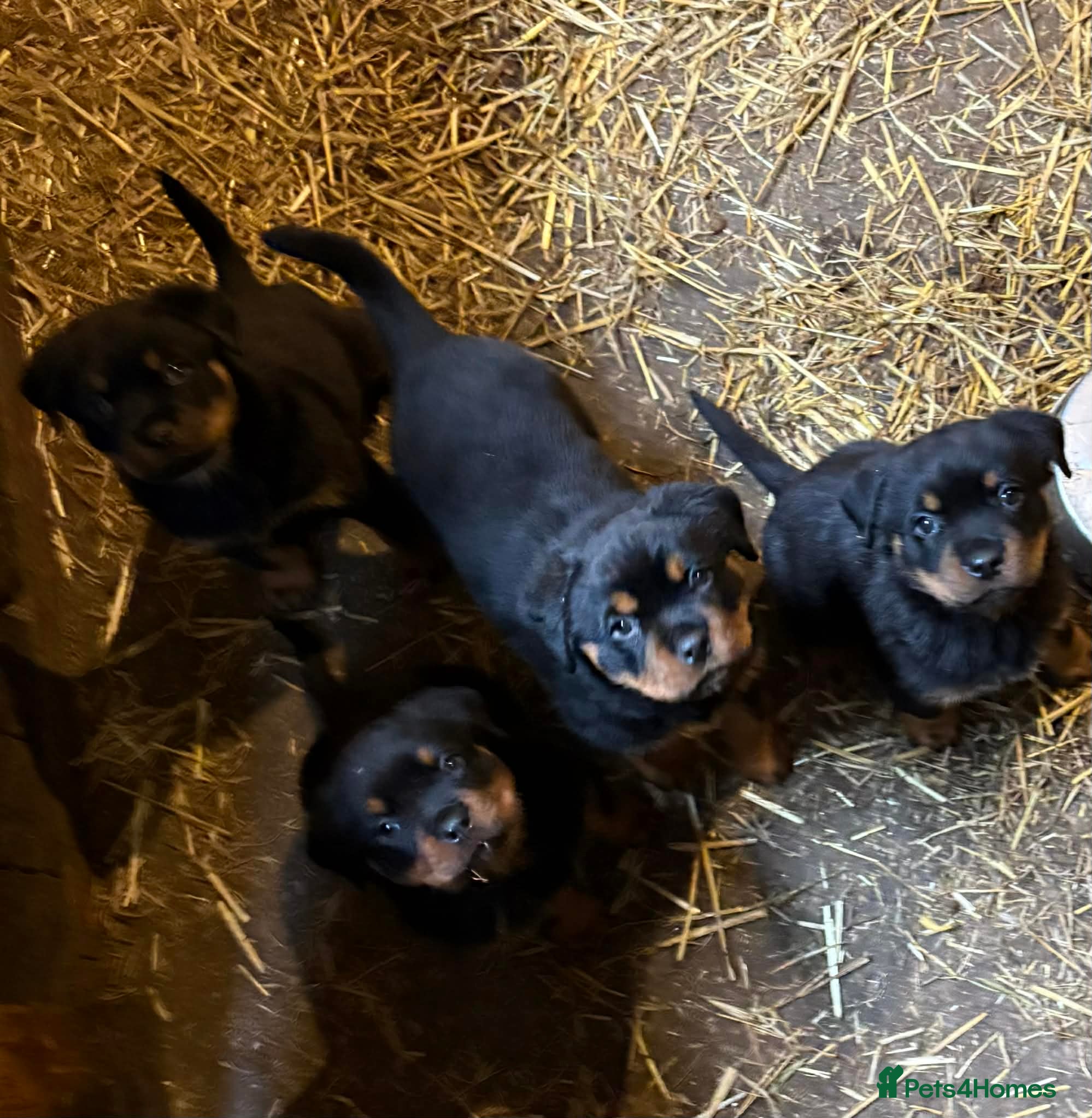 Rottweiler dogs Beautiful Rottweiler Puppies - Advert 2