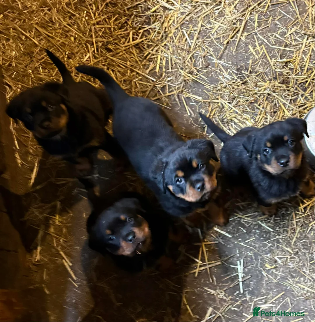 Rottweiler dogs for sale: Beautiful Rottweiler Puppies - Advert 1