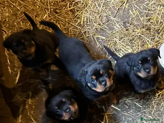 Rottweiler dogs Beautiful Rottweiler Puppies - Advert 2