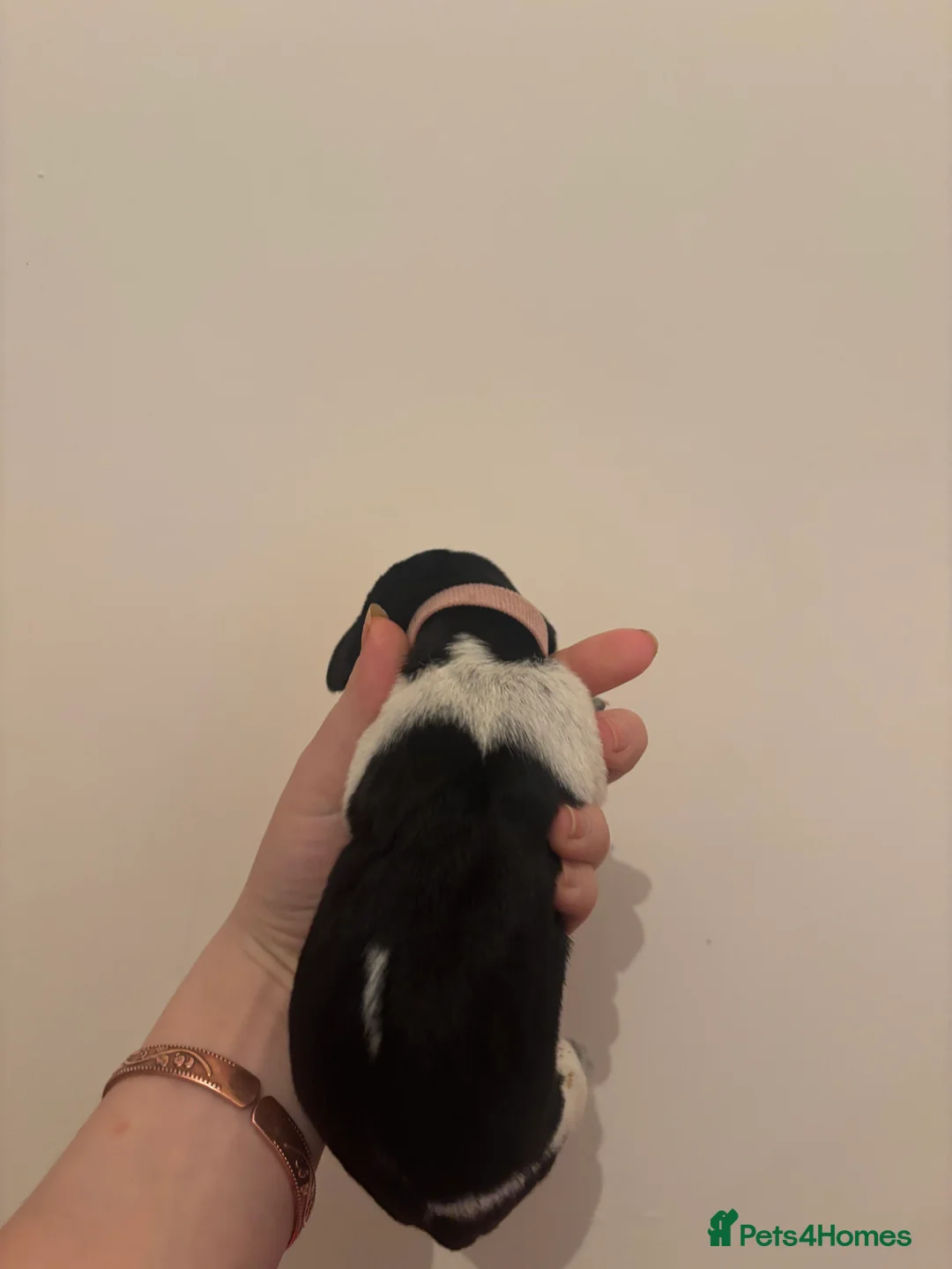 German Wirehaired Pointer dogs for sale: Stunning German wire hairs pointers  - Advert 12