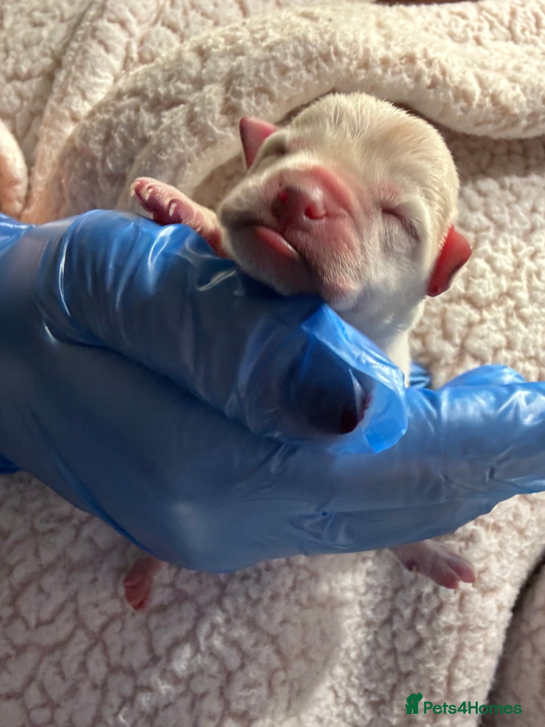 Chug dogs for sale: Lovely playful Chihuahua x Pug Puppies Boys Girls  - Advert 20