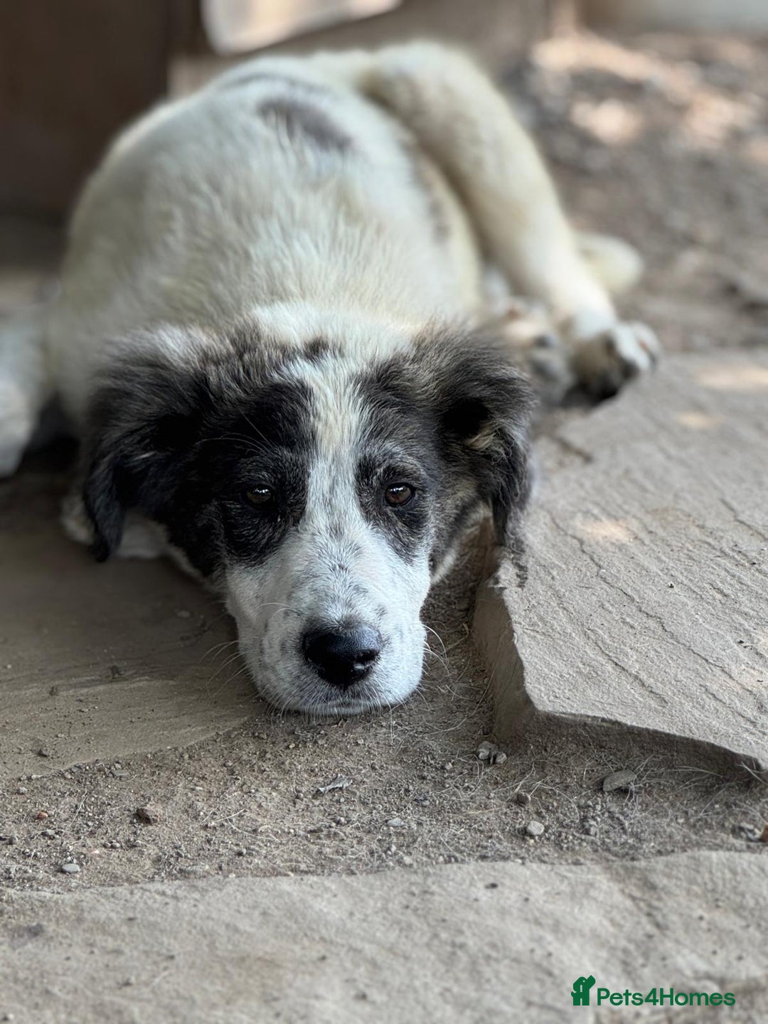 Mixed Breed dogs for adoption: ODIN, a superb young boy - for a Loving Home - Image 31
