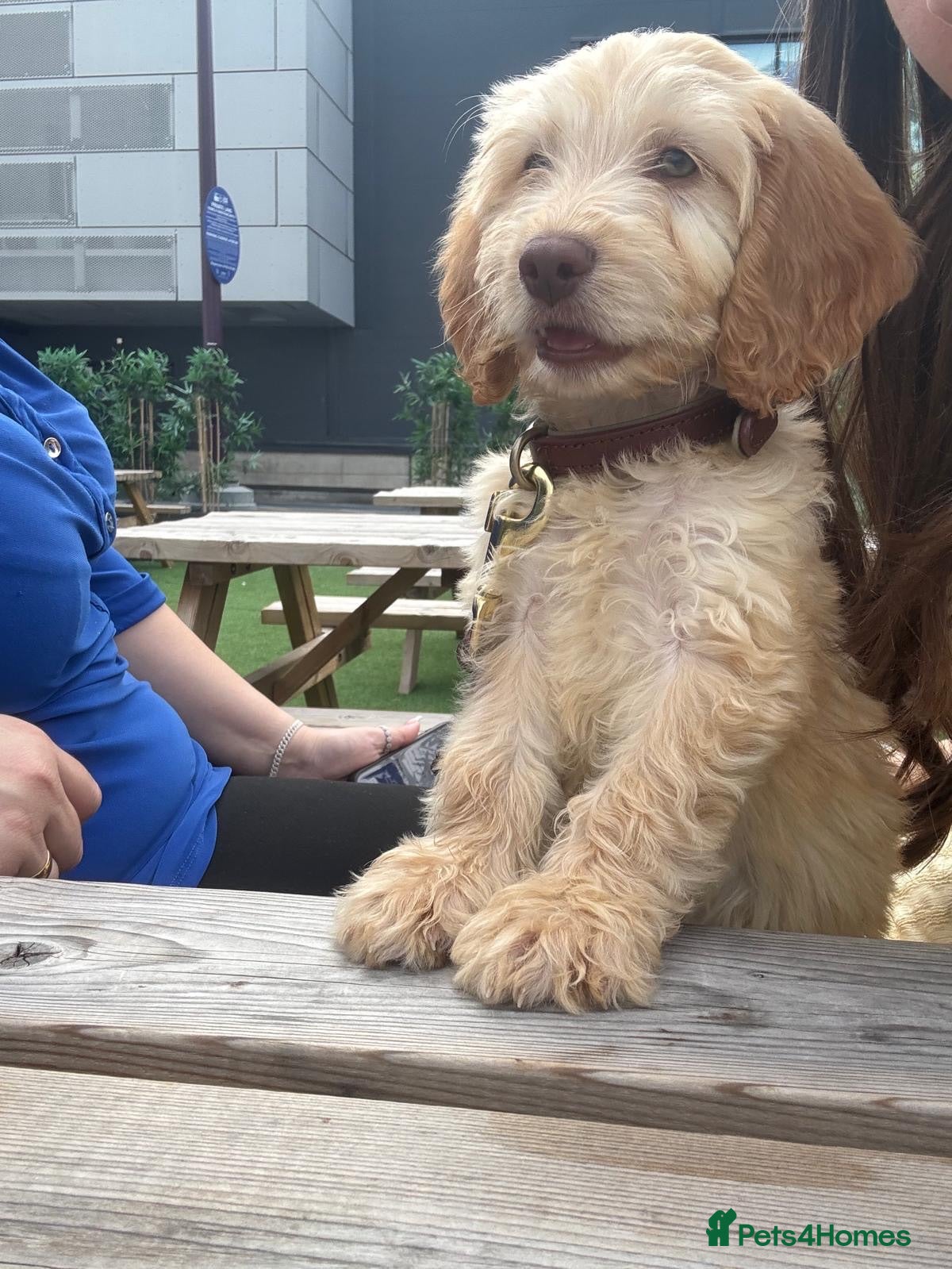 Cockapoo dogs Cockapoo for sale - Advert 1