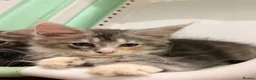 Maine Coon cats for sale: Sweet Maine coons TICA Register  - Advert 21