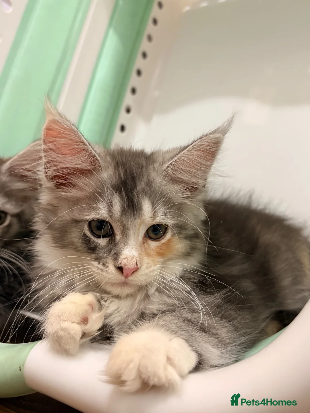 Maine Coon cats for sale: Sweet Maine coons TICA Register  - Advert 21