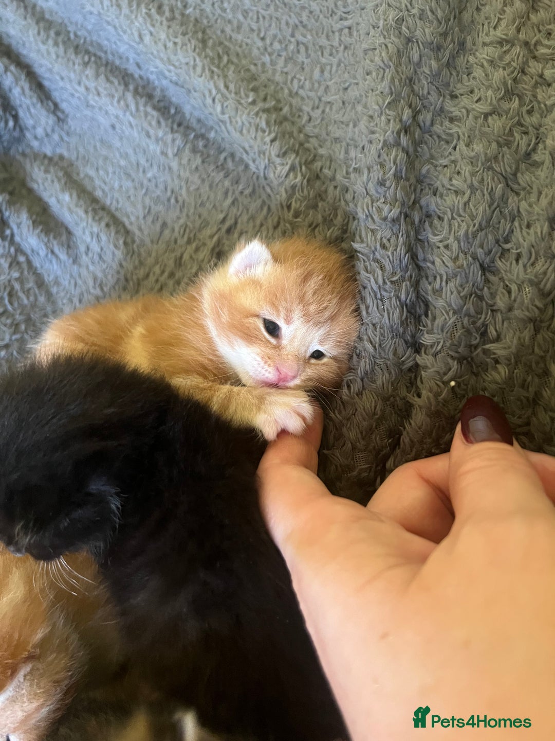 Mixed Breed cats for sale: Beautiful mixed breed kittens  - Image 1