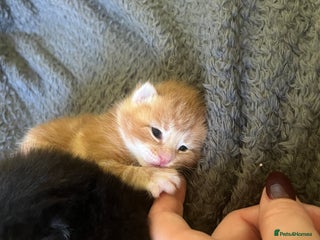 Mixed Breed cats - Advert 14