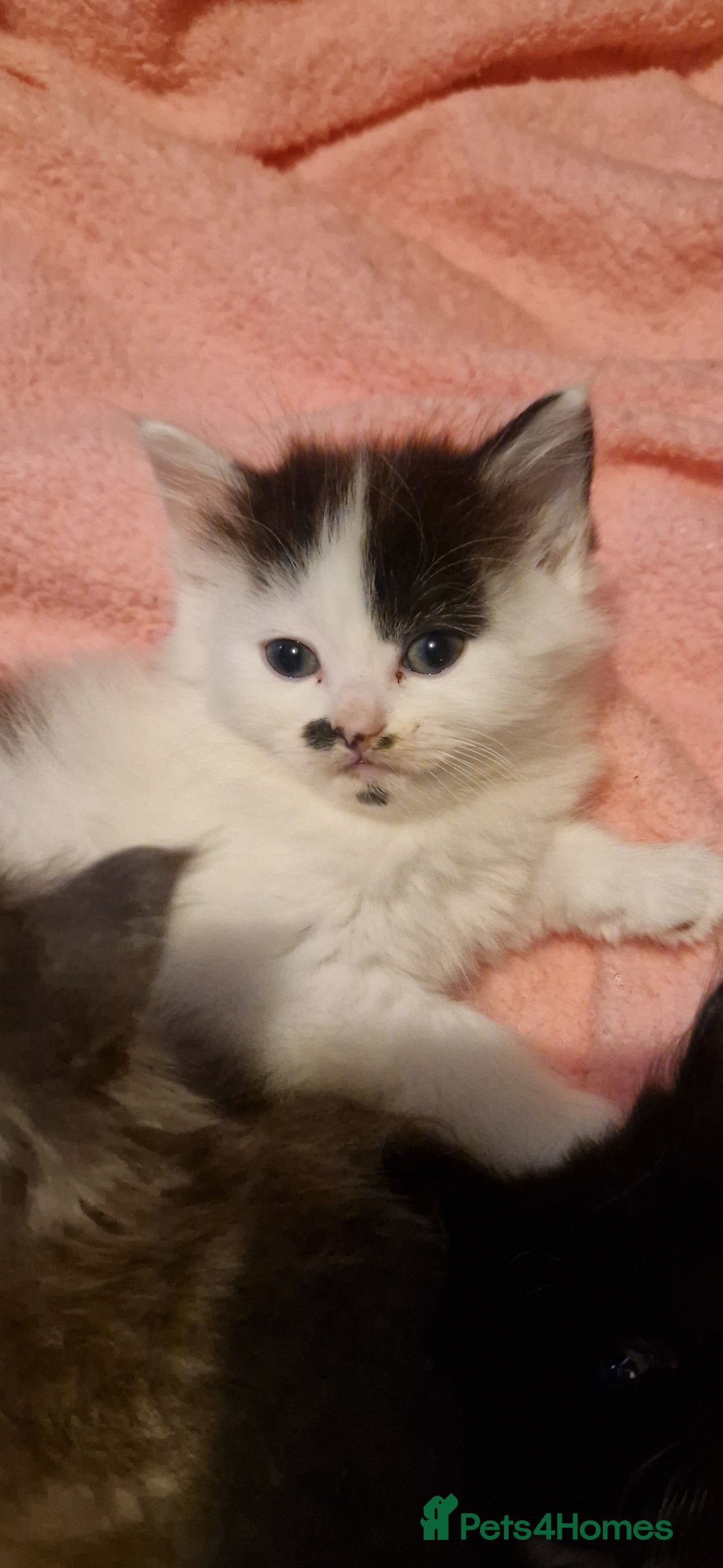 Mixed Breed cats for sale: Beautiful fluffy kittens - Image 4
