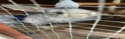 Mixed Breed rabbits for sale: Baby rabbits 10 available  in Telford - Advert 3