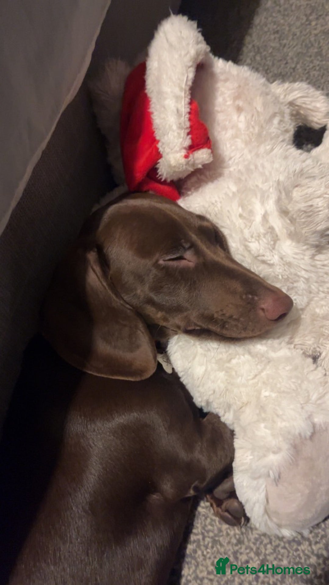 Dachshund dogs for sale: Scout (dachshund puppy)  - Image 4