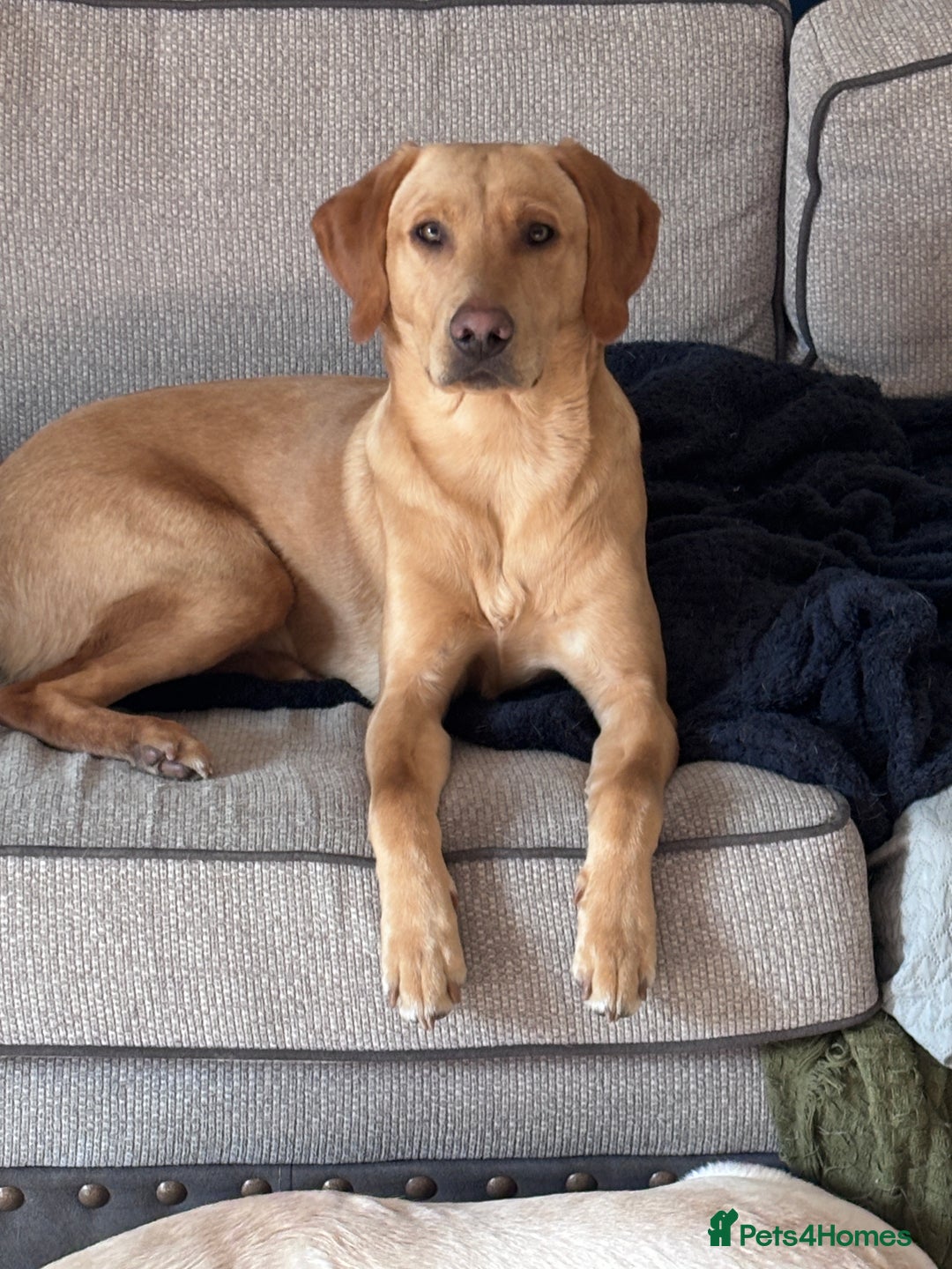 Labrador Retriever dogs for sale: Red fox Labrador & yellow lab  in Gainsborough - Image 2