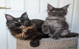 Maine Coon cats for sale: Maine coon kittens, Tica registered  - Image 6