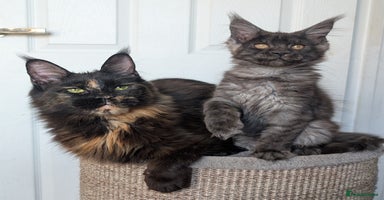 Maine Coon cats - Advert 1