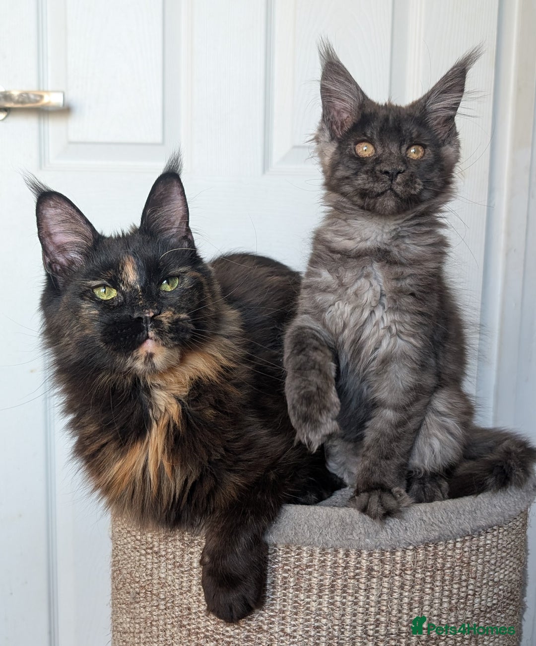 Maine Coon cats for sale: Maine coon kittens, Tica registered  - Image 6