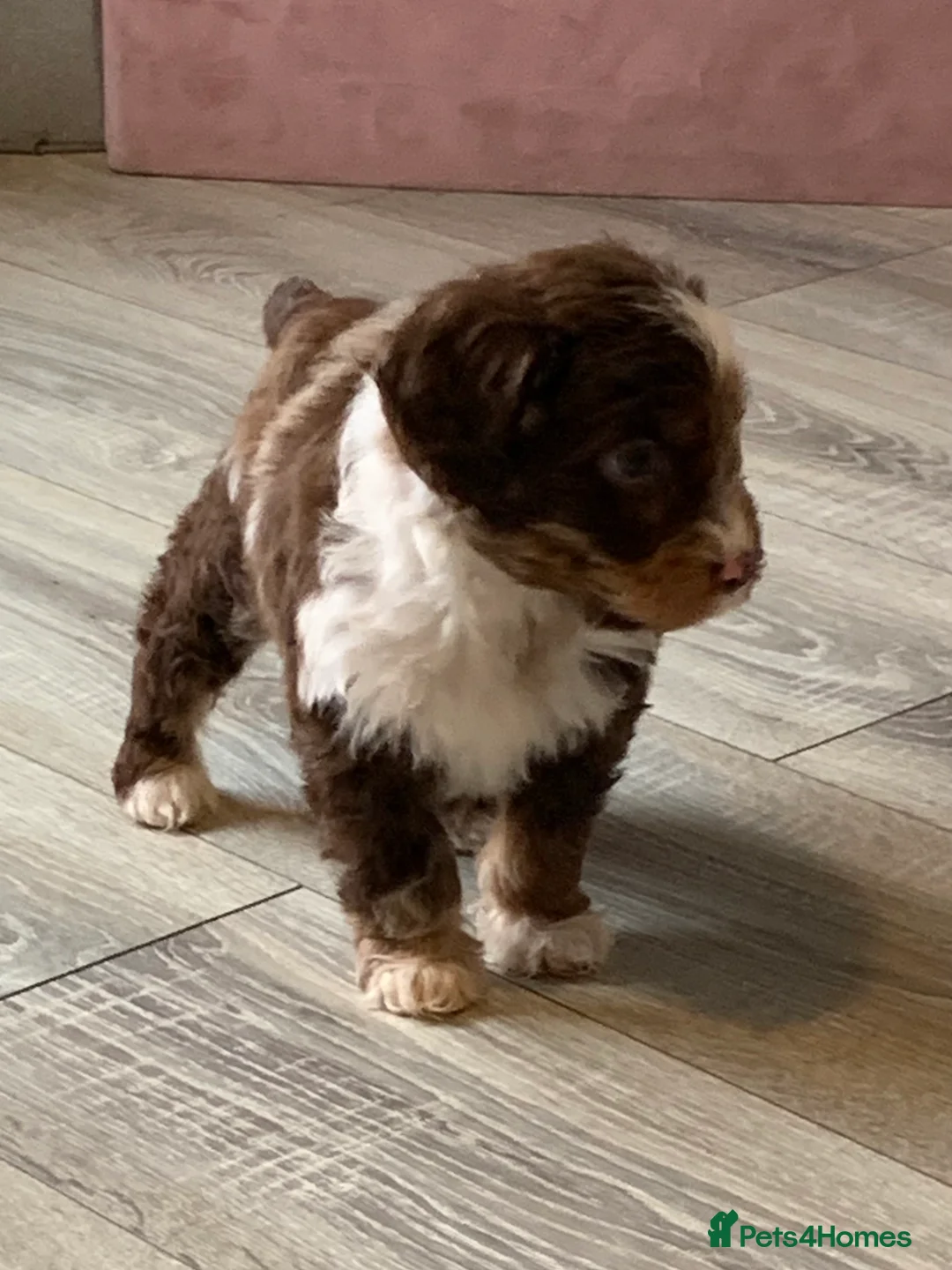 Cockapoo dogs for sale: Healthy toy poodle companions  - Advert 4