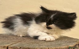 Scottish Fold cats for sale: Dolly 💕Extremely Fluffy Scottish Straight 💖  - Image 3