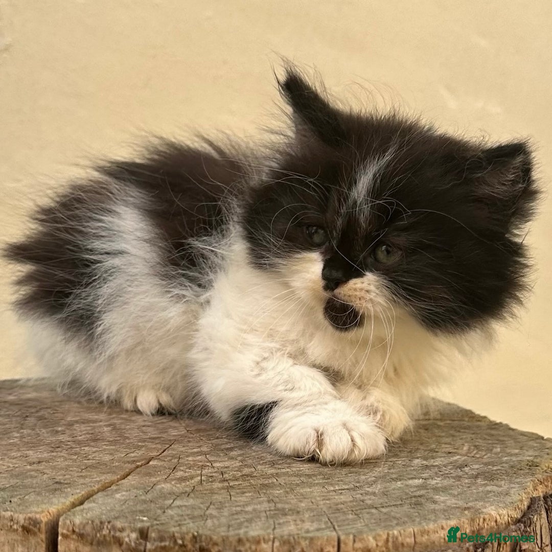 Scottish Fold cats for sale: Dolly 💕Extremely Fluffy Scottish Straight 💖  - Image 3