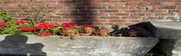 Cockapoo dogs for sale: F1 cockapoo puppies available  in Bolton - Advert 4