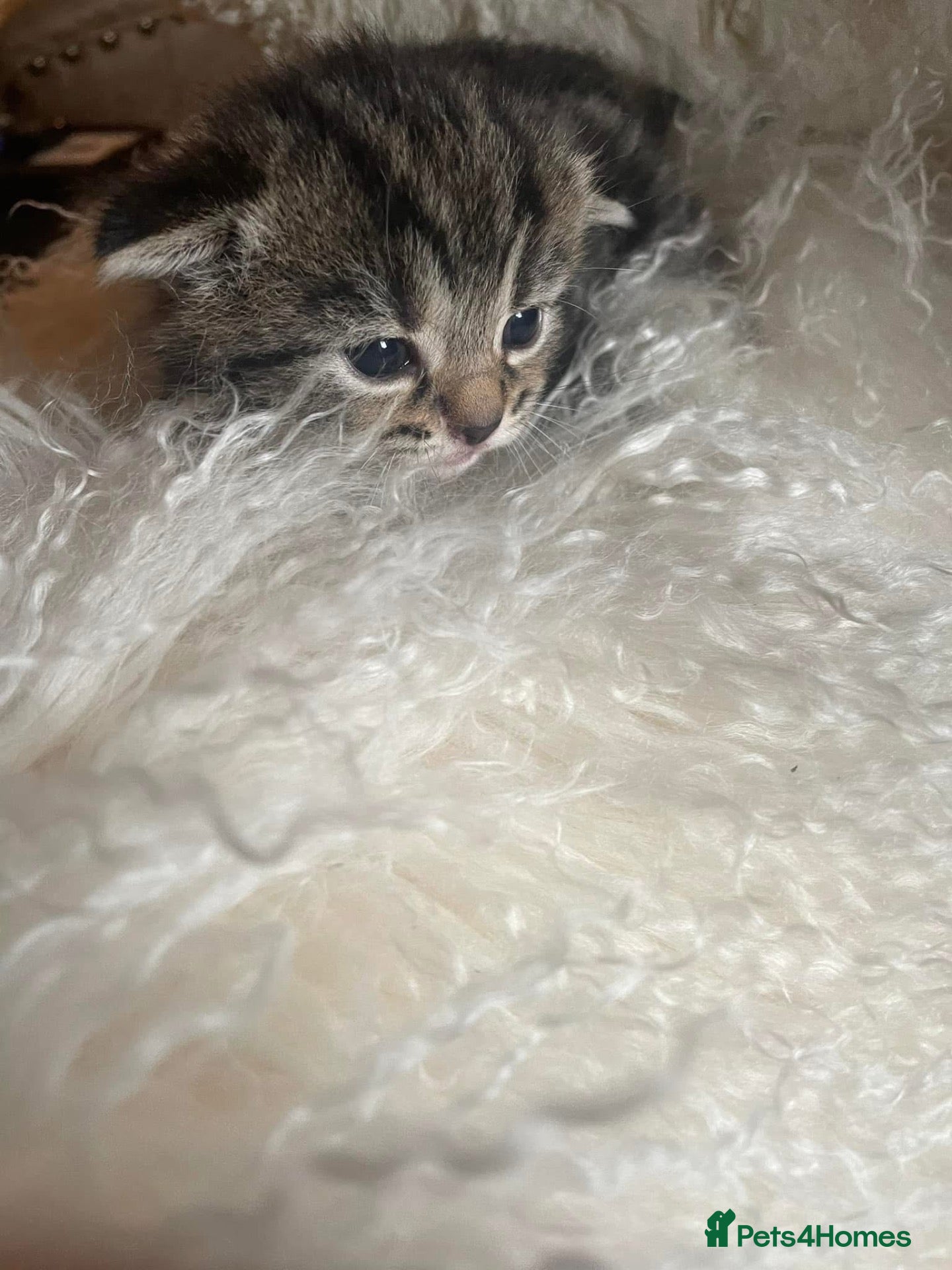Mixed Breed cats Part bengal kittens  - Advert 6