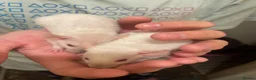Rat rodents for sale: Beautiful baby rats for 5* homes only  - Advert 3