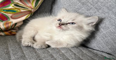 Ragdoll cats - Advert 2