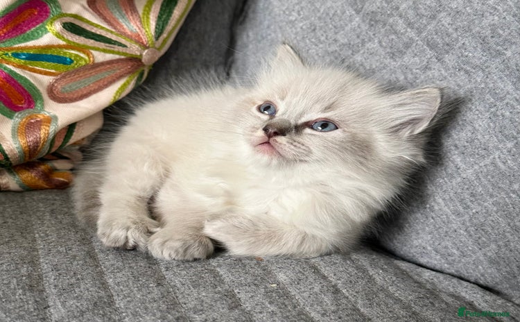 Ragdoll cats - Advert 12