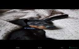Miniature Dachshund dogs for sale: 8 month old Miniature dashounds  - Image 1
