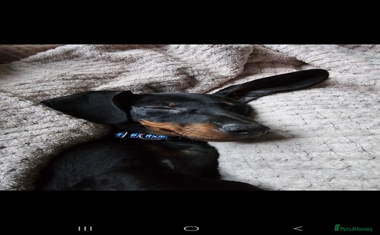Miniature Dachshund dogs - Advert 1
