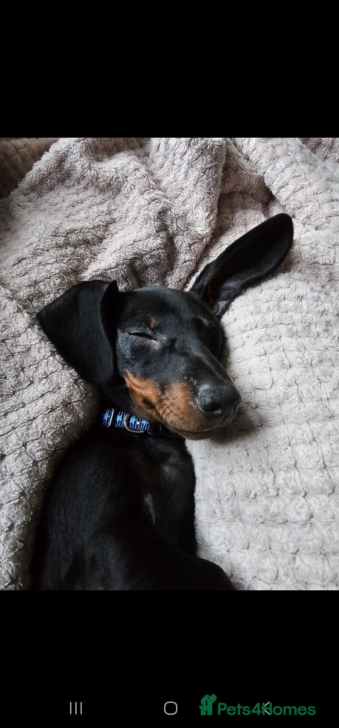 Miniature Dachshund dogs for sale: 8 month old Miniature dashounds  - Image 1