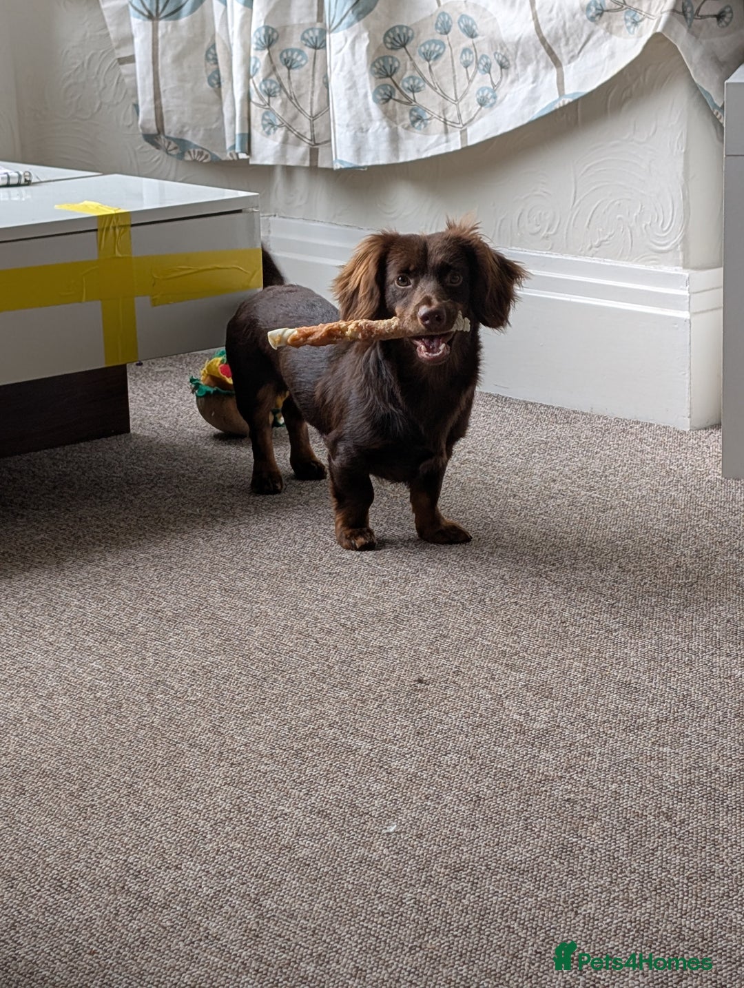 Miniature Dachshund dogs for sale: Miniature long haired dachshund - Image 2