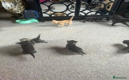 Mixed Breed cats for sale: 1 Ginger male and 1 black female remaining  - Image 7