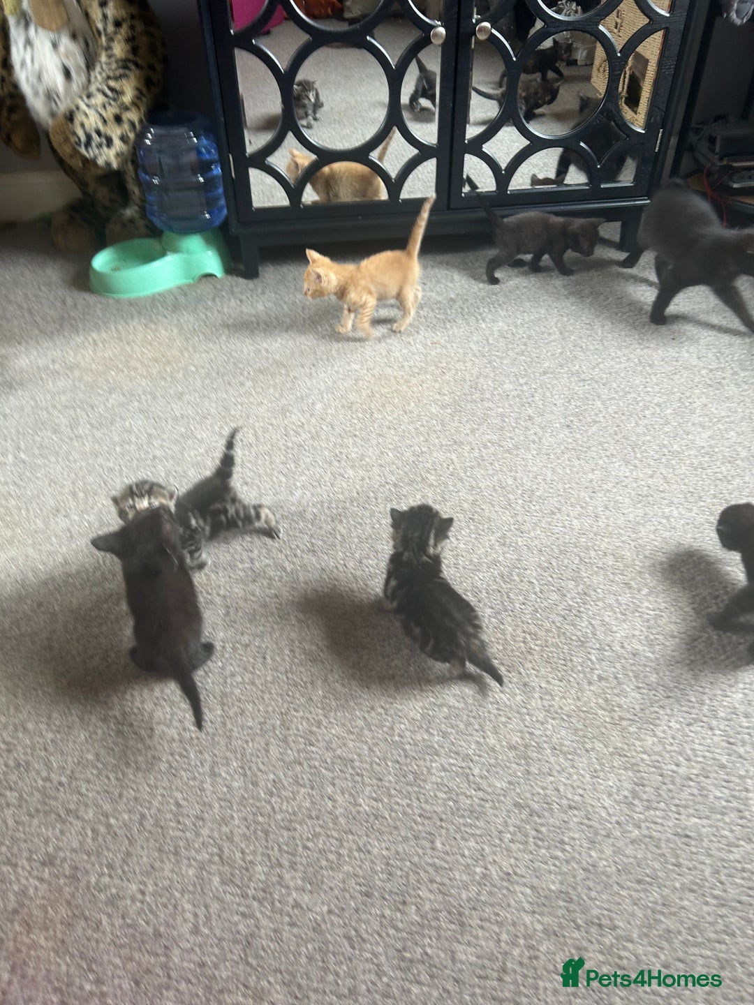 Mixed Breed cats for sale: 1 Ginger male and 1 black female remaining  - Image 7