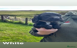 Cocker Spaniel dogs for sale: Cocker Spaniel Puppies  - Image 8
