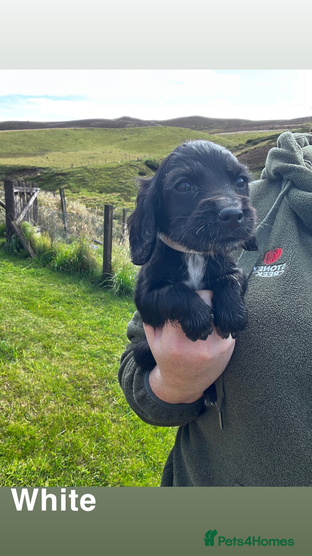 Cocker Spaniel dogs for sale: Cocker Spaniel Puppies  - Image 8