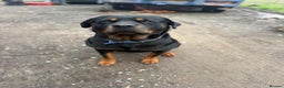 Mixed Breed dogs for sale: Rotti x German shepherd puppies - Advert 3