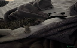Mixed Breed cats for sale: 🐾 Three Beautiful Cats Looking for Loving Homes  - Image 11