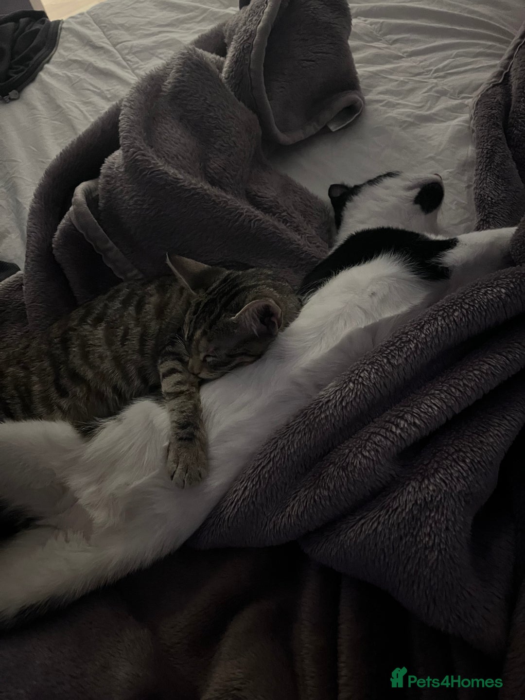 Mixed Breed cats for sale: 🐾 Three Beautiful Cats Looking for Loving Homes  - Image 11