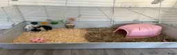 Guinea Pig rodents for sale: 2 female guinea pigs to be sold as a pair  in Sittingbourne - Advert 10