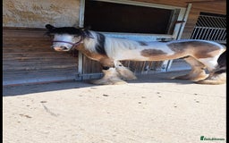 Other Breed horses for sale: Traditional Cob - Image 4