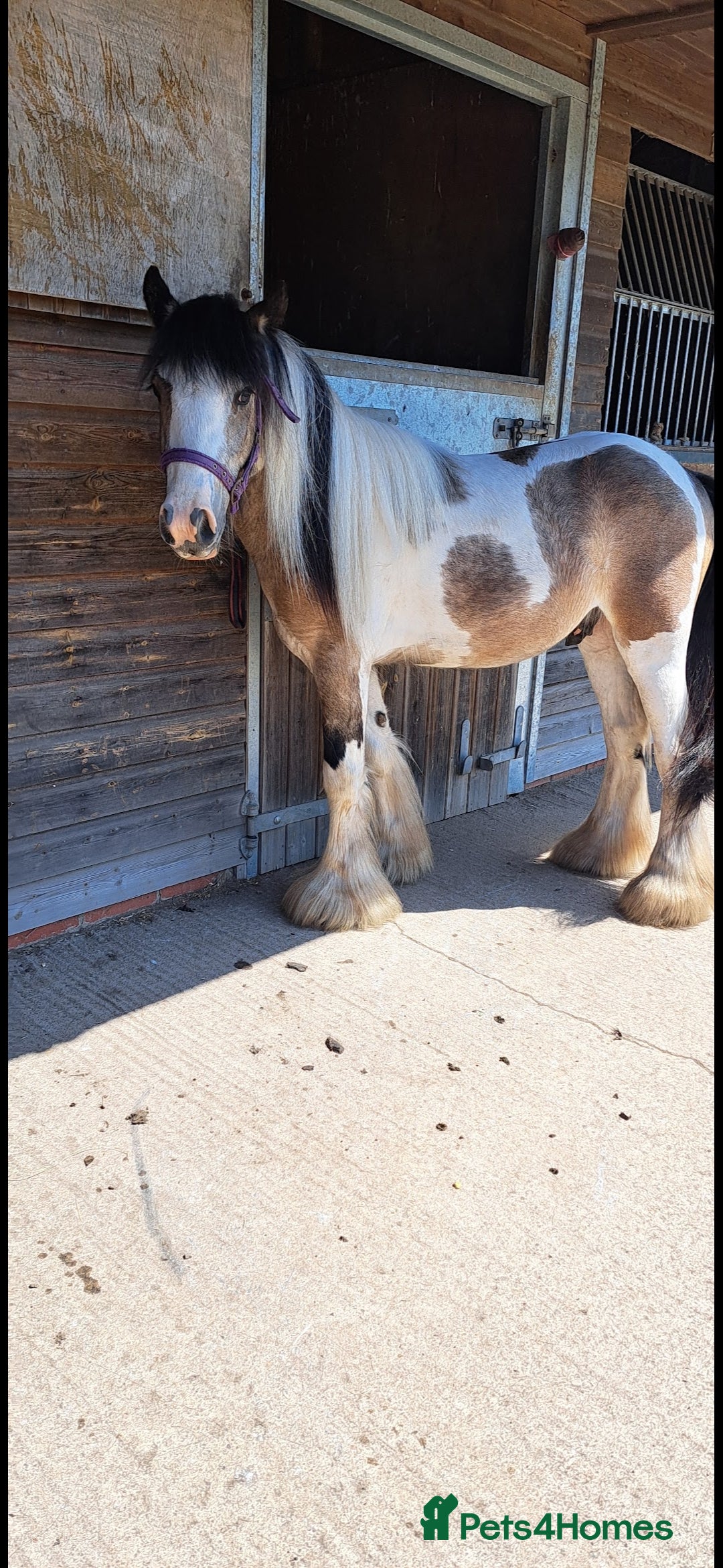 Other Breed horses for sale: Traditional Cob - Image 4