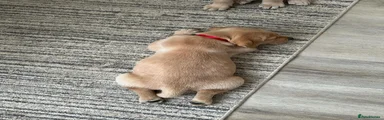 Labrador Retriever 1