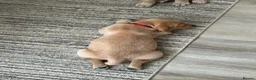 Labrador Retriever dogs for sale: Smooth transition labrador retriever - Advert 2