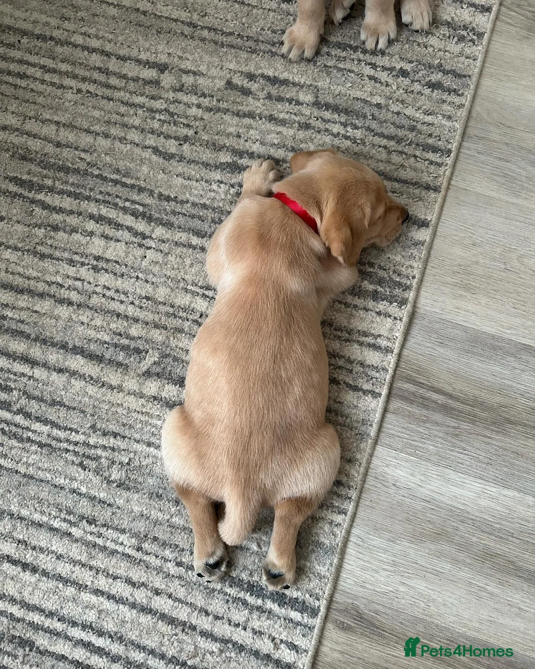 Labrador Retriever dogs for sale: Smooth transition labrador retriever - Advert 2